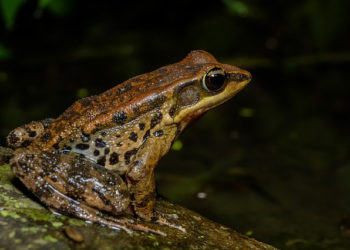 Pourquoi la grenouille est un amphibien ?
