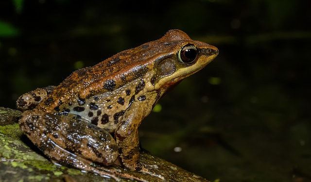 Pourquoi la grenouille est un amphibien ?