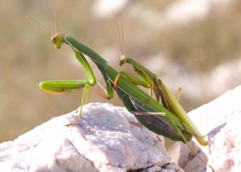 Pourquoi la mante religieuse mange le mâle ?