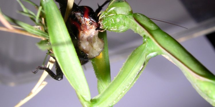 Quand meurt une mante religieuse ?