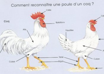 Est-ce qu'une poule peut se transformer en coq ?