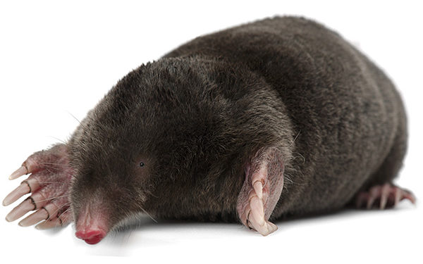 Pourquoi la taupe a des yeux ?