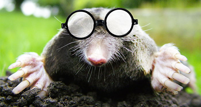 Pourquoi la taupe est myope ?