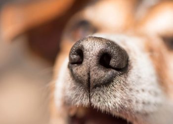 Comment doit être le nez d'un chien ?