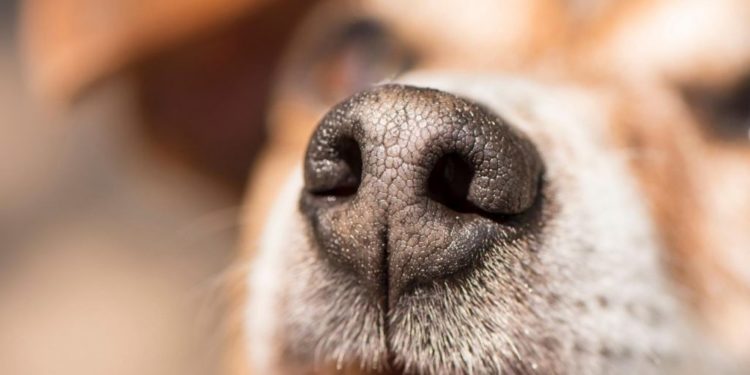 Comment doit être le nez d'un chien ?