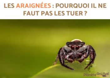Est-ce que les araignées faucheuses piquent ?