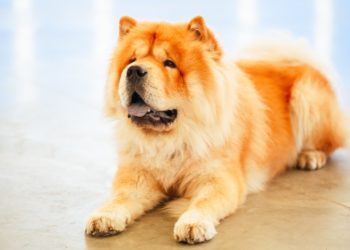 Quel est le prix d'un Chow-chow ?