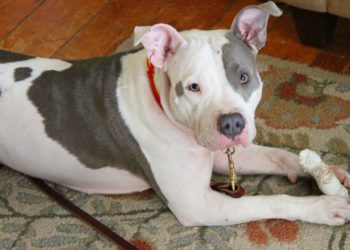 Comment reconnaître un Pitbull red nose ?