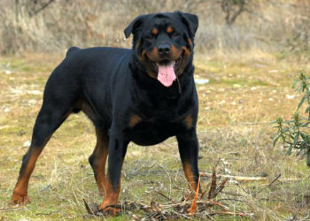 Pourquoi le Rottweiler Est-il catégorisé ?