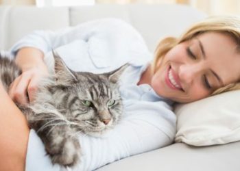 Comment calmer un Spitz ?