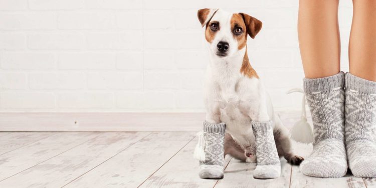 Pourquoi les chiens n'ont pas de queue ?