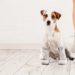 Pourquoi les chiens n'ont pas de queue ?