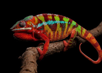 Quand nourrir un caméléon ?