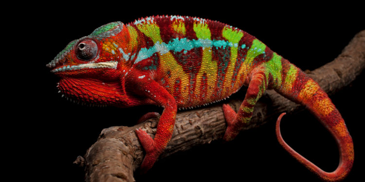 Quand nourrir un caméléon ?