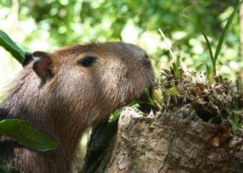 Qui mange le capybara ?