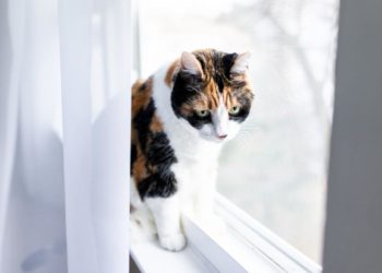 Comment réagir quand mon chat m'attaque ?