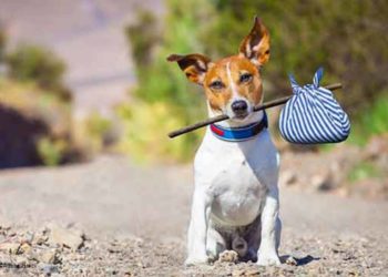 Qui appeler quand on trouve un chat ?