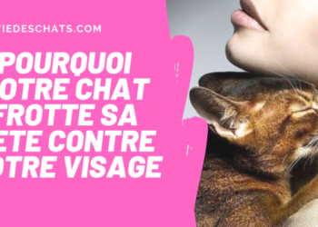 Pourquoi mon chat appuie sa tête contre moi ?
