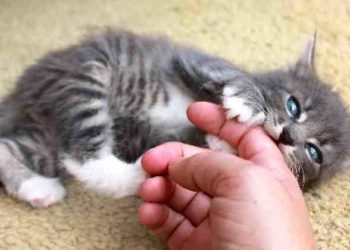 Comment faire pour que mon chat arrête de téter ?