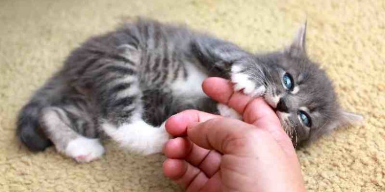 Comment faire pour que mon chat arrête de téter ?