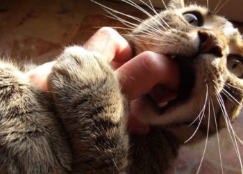 Pourquoi le chat mordille son maitre ?