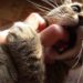 Pourquoi le chat mordille son maitre ?