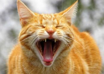 Pourquoi mon chat ronronne très fort ?