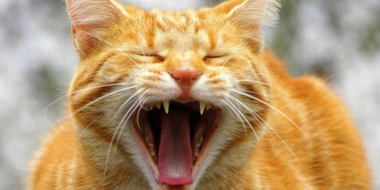 Pourquoi mon chat ronronne très fort ?