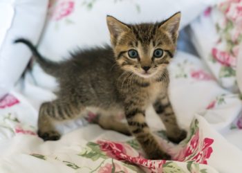 Comment un chaton pleure ?