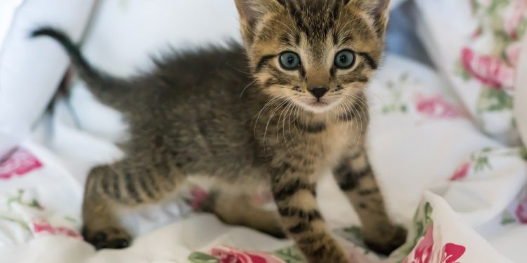 Comment un chaton pleure ?