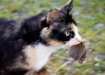 Pourquoi les chats ramenent leur proie à la maison ?