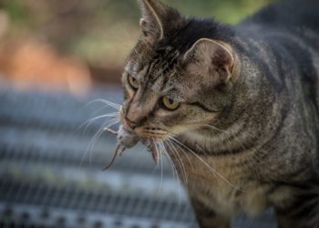 Comment savoir si mon chat fait de l'asthme ?