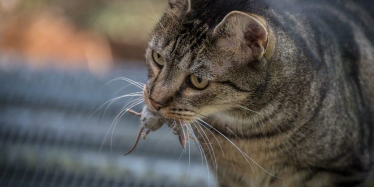 Comment savoir si mon chat fait de l'asthme ?