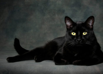 Pourquoi les chats s'allongent sur le dos ?