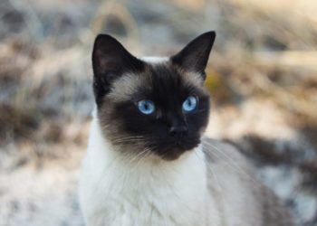 Pourquoi un chat siamois louche ?