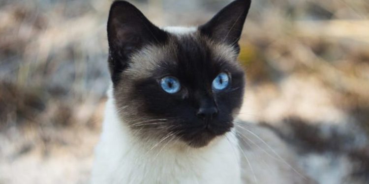 Pourquoi un chat siamois louche ?