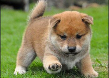 Quel sont les chiens les plus mignons ?