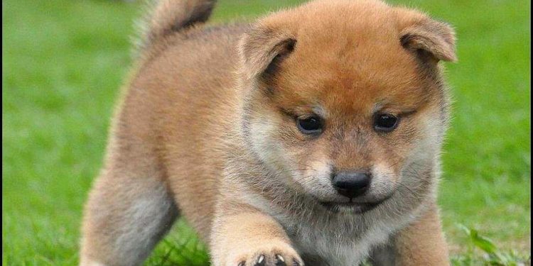 Quel sont les chiens les plus mignons ?