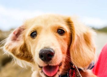 Comment savoir si un chien est heureux ?