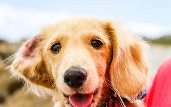 Comment savoir si un chien est heureux ?