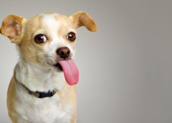 Pourquoi mon chien me lèche les yeux ?