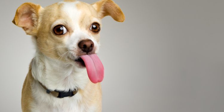 Pourquoi mon chien me lèche les yeux ?