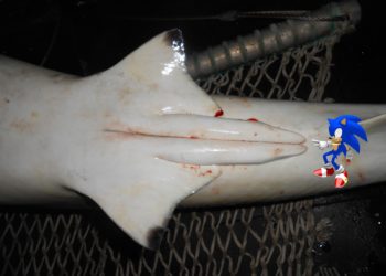 Quel animal a deux zizi ?