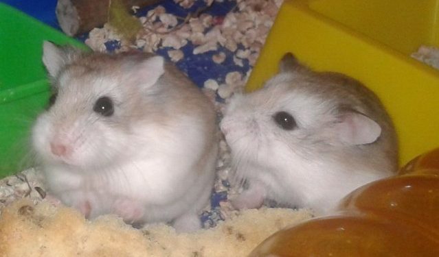 Quel âge meurt un cochon ?