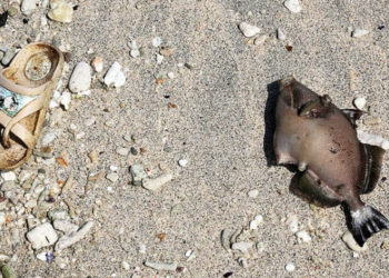 Comment savoir si un poisson est en train de mourir ?