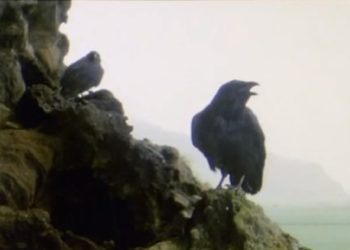 Quel message apporté le corbeau ?