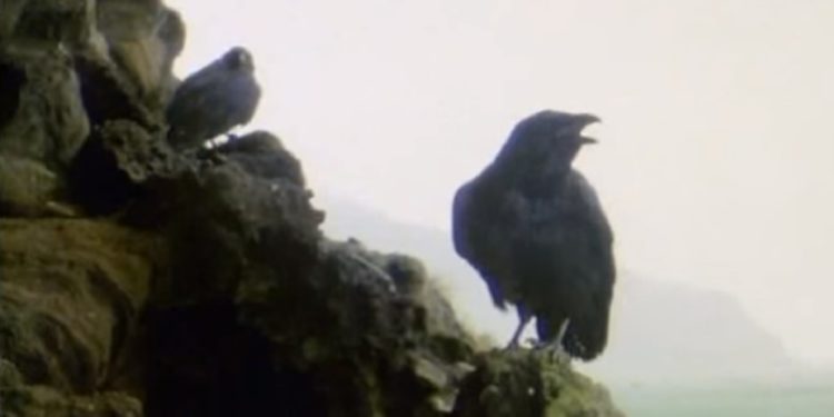 Quel message apporté le corbeau ?