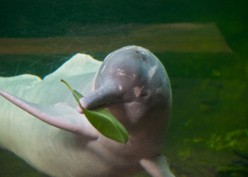 Pourquoi certains dauphins sont roses ?