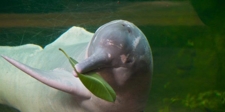 Pourquoi certains dauphins sont roses ?