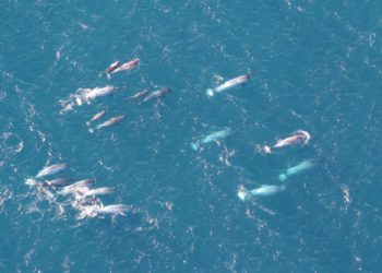 Est-ce que les dauphins existent ?